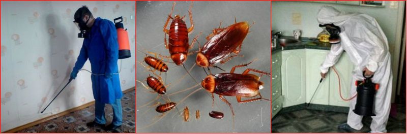 Реферат: Опасности, распространяемые тараканами